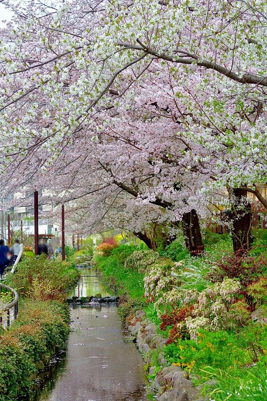 东京住宅区樱花盛开