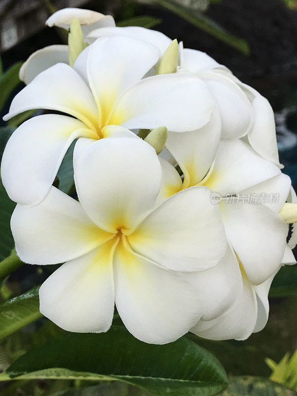 白色鸡蛋花，黄色花心，夏威夷热带植物