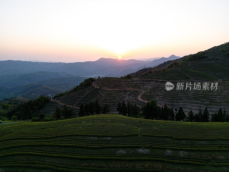 鸟瞰日落茶园