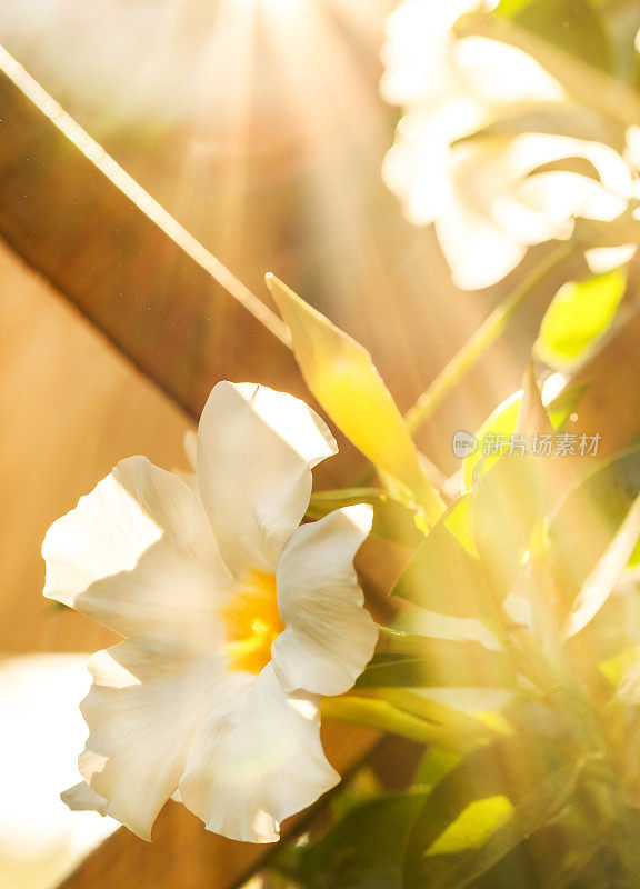 曼德拉或巴西茉莉花在温暖的阳光下