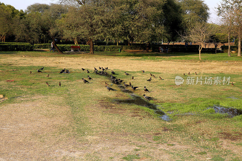 日落时分，一群口渴的乌鸦坐在草地上喝水