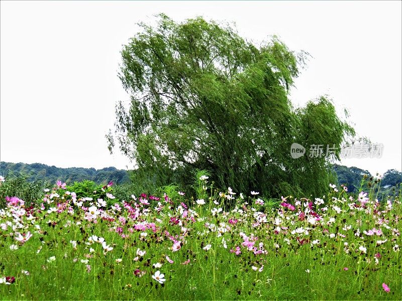 日本。8月。长满宇宙花的草地。