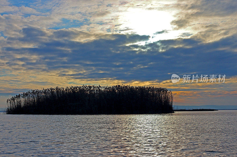 秋日日落时，湖中丛生的芦苇(芦苇、香蒲、芦苇)的剪影