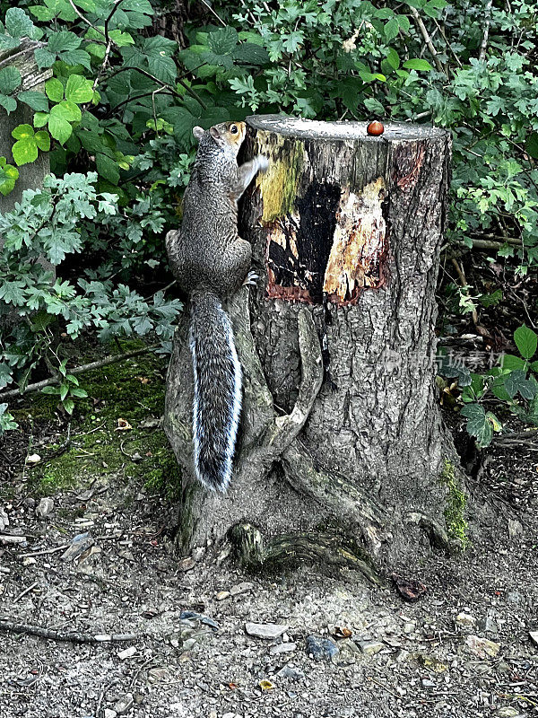 树桩上的松鼠