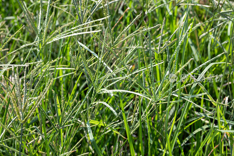 特写绿色的印度鹅草(印度鹅草，院子草，鹅草，线草，乌鸦脚草，卢兰干)。这种植物是禾本科的一种草。它是一种小型一年生草。