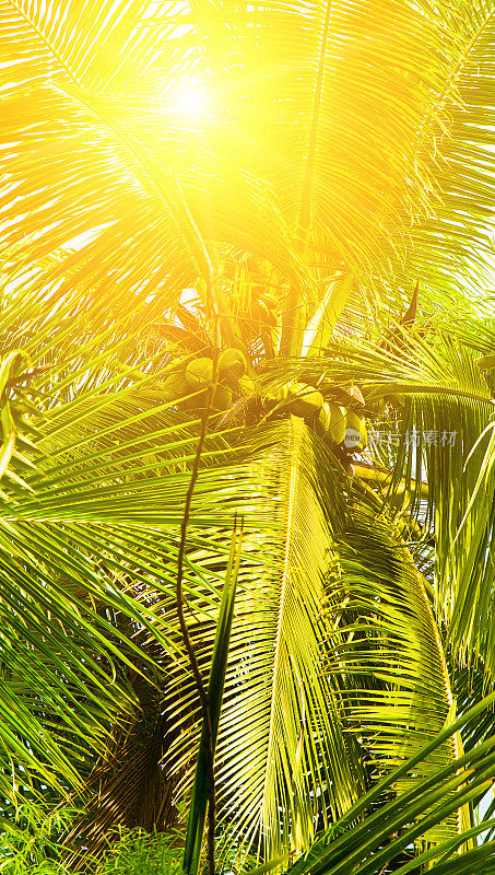 热带棕榈树，椰子树和蓝天上的阳光。垂直的照片。