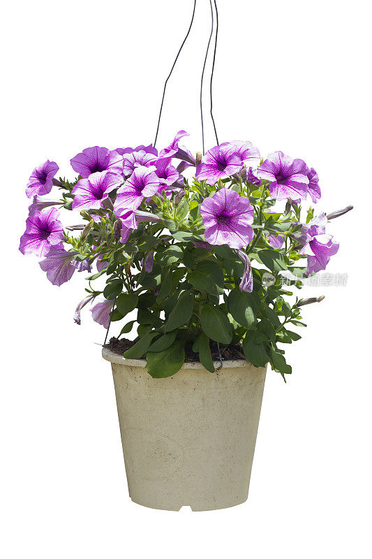 紫色牵牛花盛开，挂在花盆里，阳光隔离在白色的背景上，包括修剪路径。