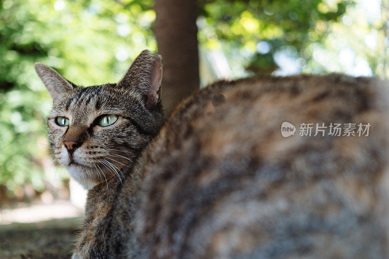 森林里可爱的虎斑猫