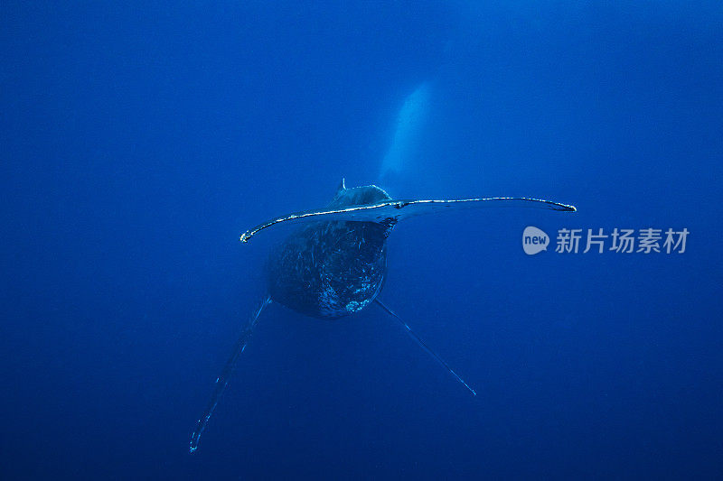 座头鲸垂直地躺在深蓝色的太平洋上