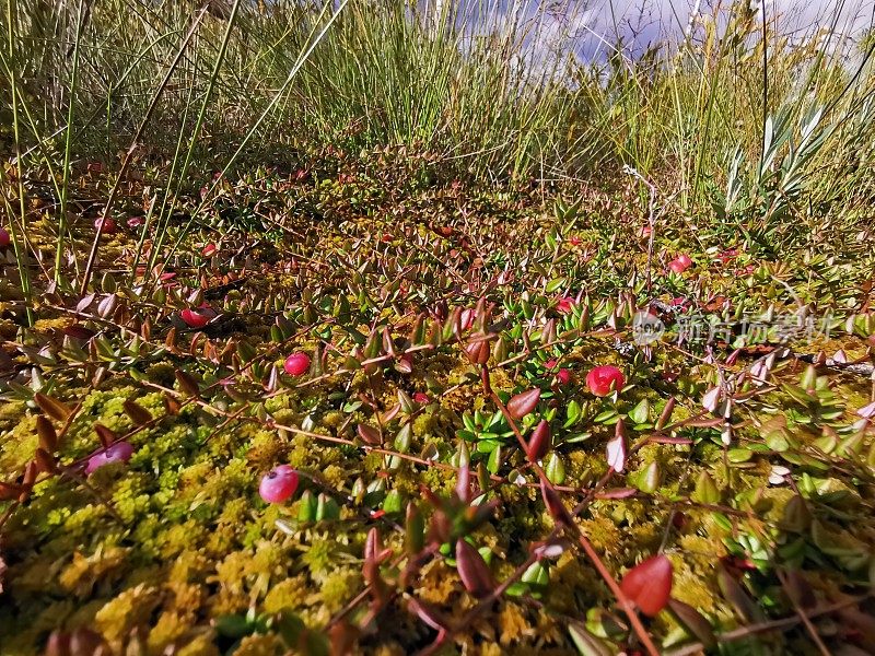 沼泽里的蔓越莓和绿色的植被