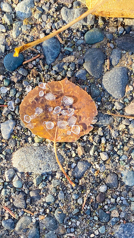 落在白杨叶上的冻雨