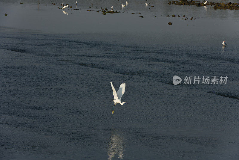 湿地苍鹭在夕阳下觅食