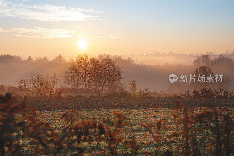 日出，秋天，乡村，光秃秃的树木，波兰西里西亚