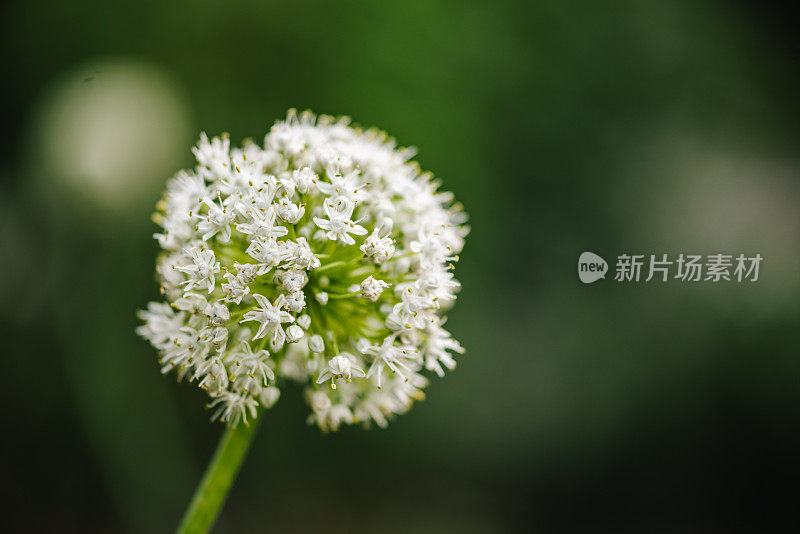 洋葱花特写照片