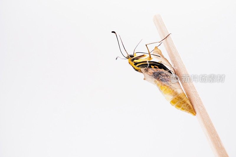 成虫黄燕尾蝶从蛹中出壳，白底开，带纹线挂在木棒上
