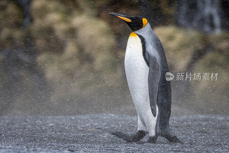 南极南乔治亚岛的王企鹅