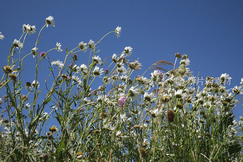 在康沃尔的纽基，迎风飘扬的野花雏菊映衬着湛蓝的天空。