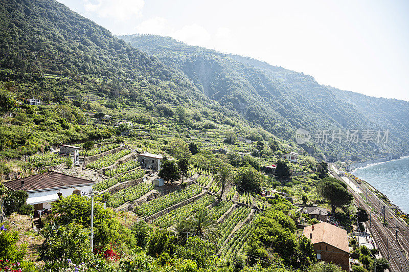 夏季，利古里亚海岸的葡萄园