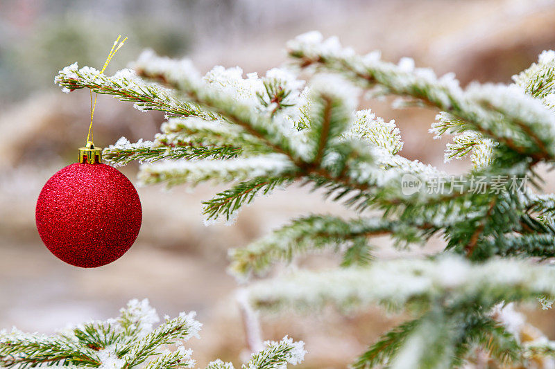 挂在结霜的松枝上的红色圣诞树球特写