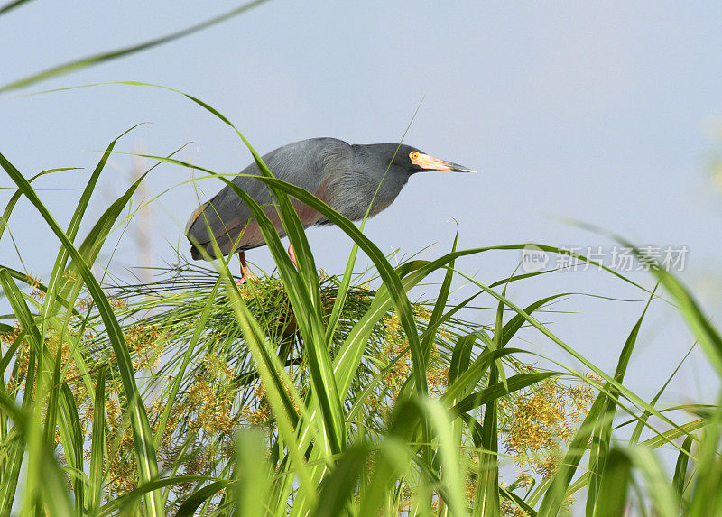 Rufous-bellied鹭