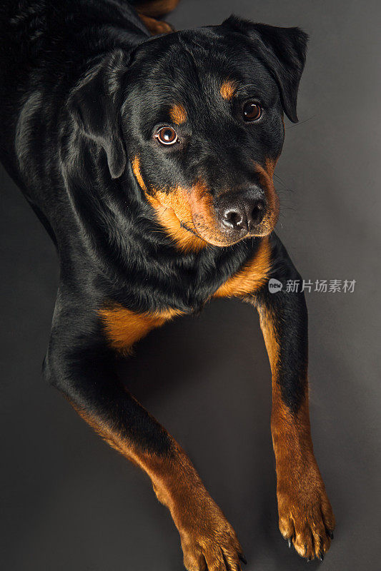 罗威纳犬工作室肖像