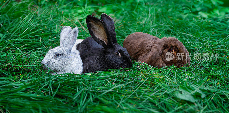 大亮银，黑巨人弗兰德斯，棕色折羊中等大小的兔子躺在绿色的草地上