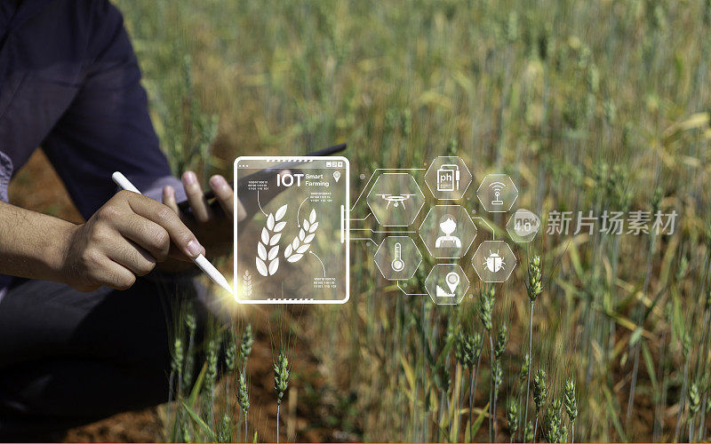 农民检查大麦，并利用农业技术通过平板电脑分析数据智能农业和现代技术的概念，象形图标