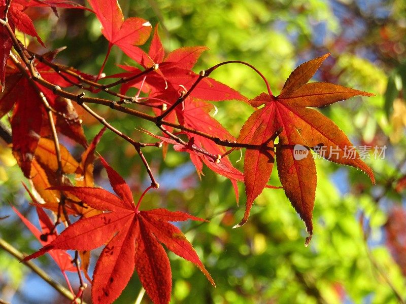 日本。12月阳光明媚的早晨。枫叶。