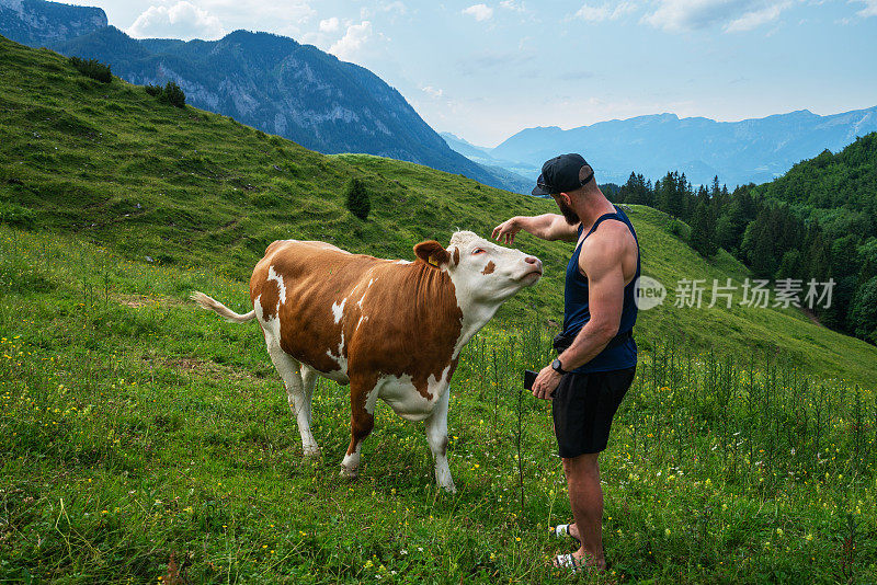 奥地利上奥地利州皮恩镇附近的高山草地上，一个年轻人和一头牛