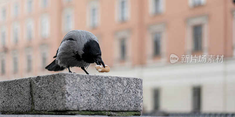 栖息在石架上的乌鸦啄着一块面包，背景是柔和的城市建筑。描绘城市野生动物、动物行为和城市生态系统的相互作用。