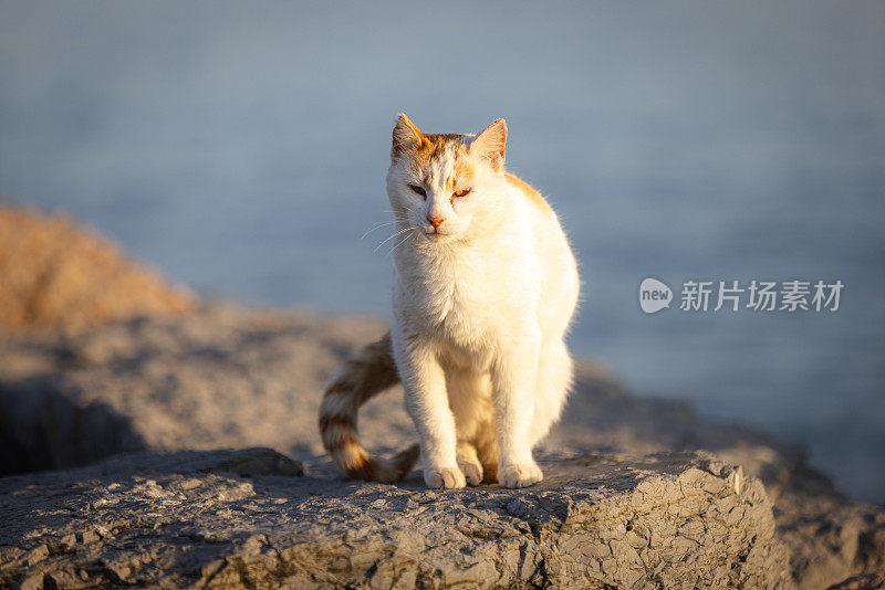 姜白色的流浪猫。