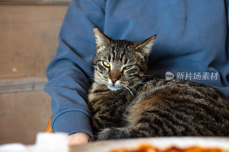 斑纹流浪猫在睡觉。