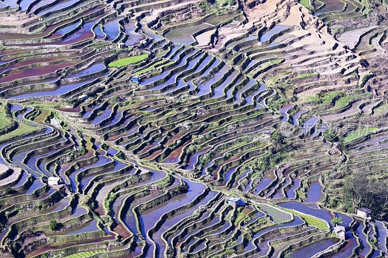 哈尼梯田，鸳鸯，中国