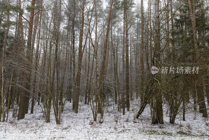 高大的老树在冬季的森林里