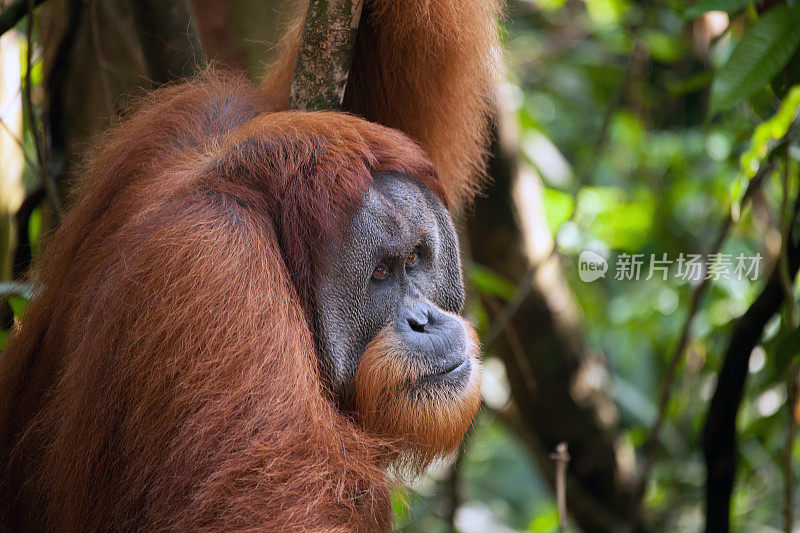 苏门答腊岛国家公园的雄性猩猩