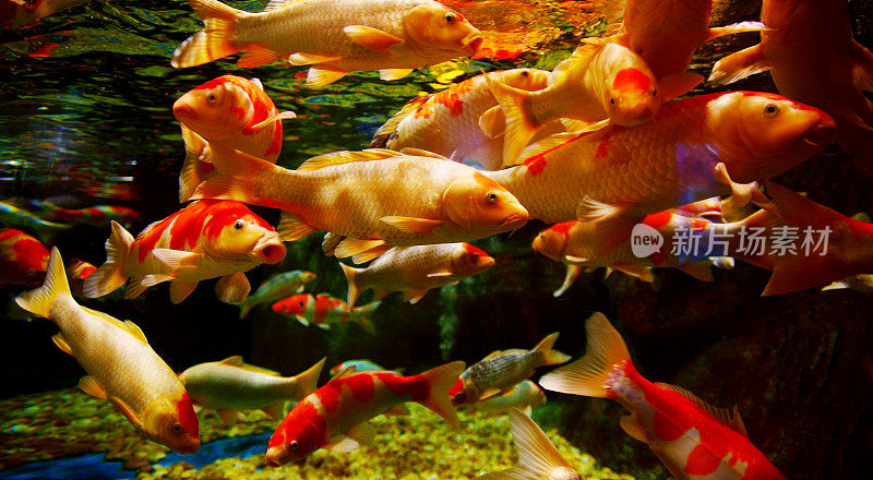 水中的中国红鲤鱼