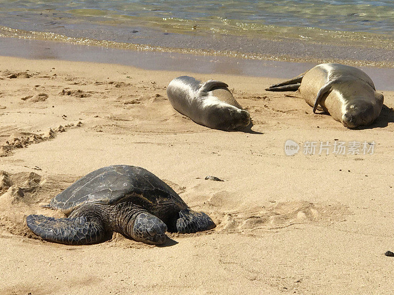 夏威夷考艾岛海滩上的绿海龟和僧海豹