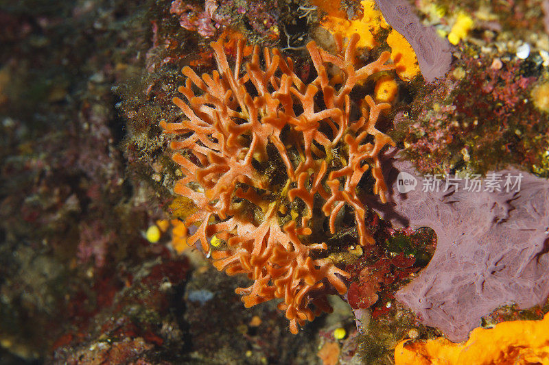 珊瑚海洋生物水下橙色柳珊瑚水肺潜水员视角地中海