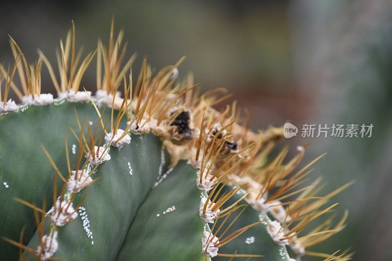 一个仙人掌花园