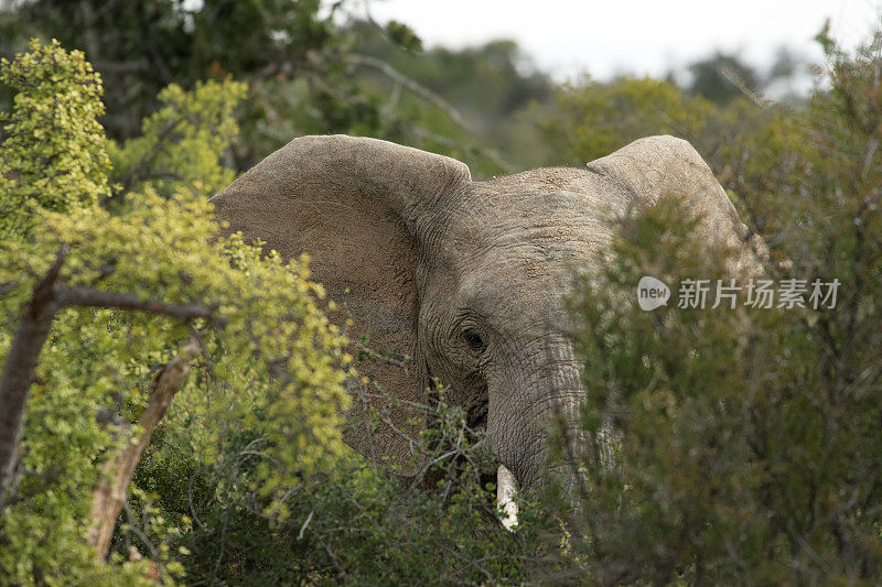 南非阿多大象国家公园的大象特写