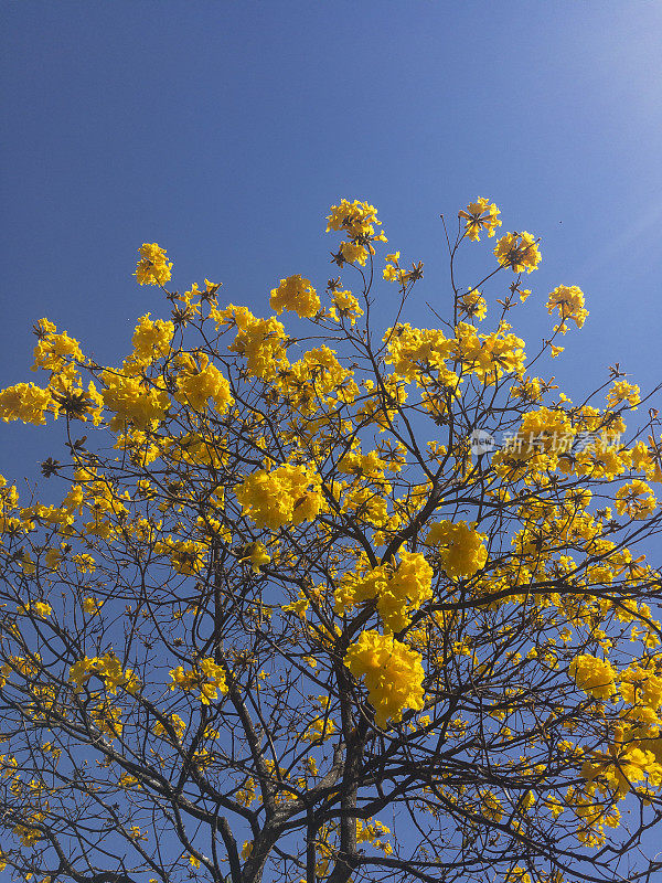 花树_巴西黄冰