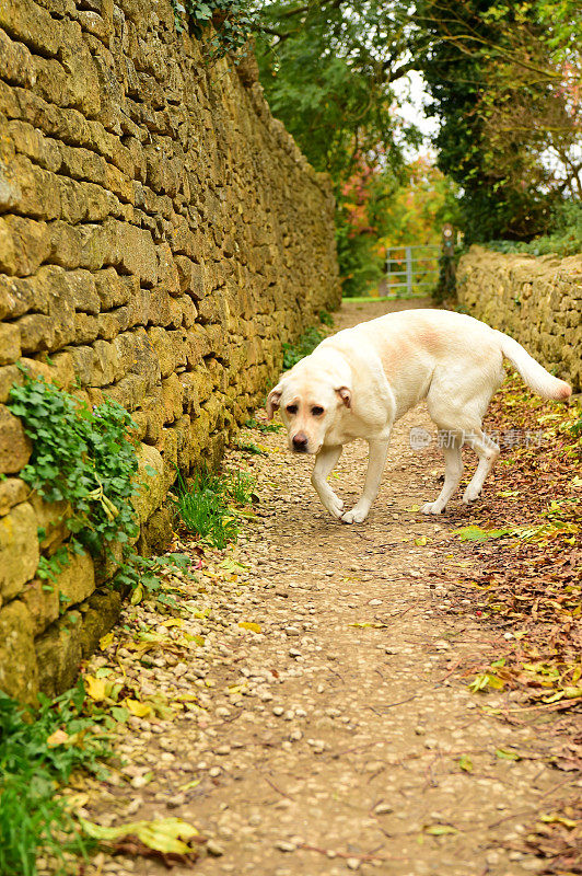 英国徒步旅行路上的拉布拉多寻回犬