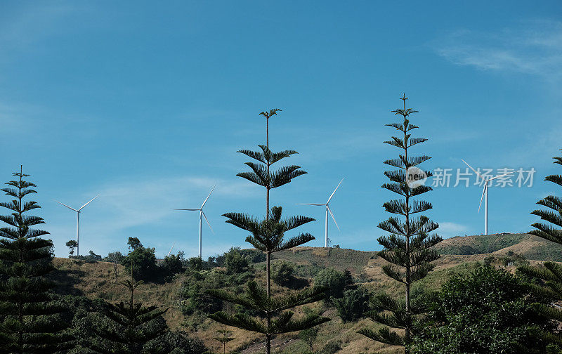 松树，风力涡轮机