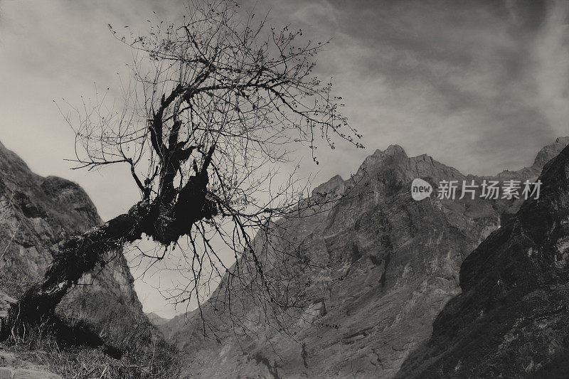 在群山和灰色天空的背景下，一棵黑色的孤独的树