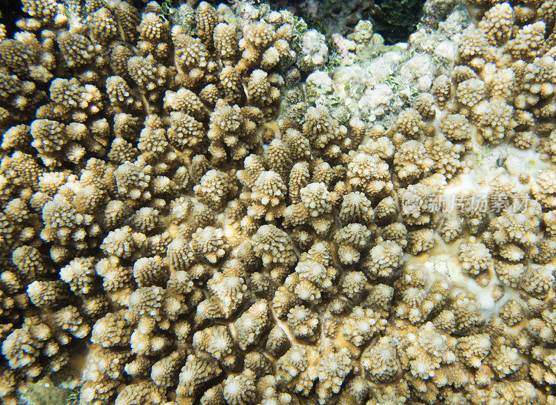 孤立的珊瑚结构