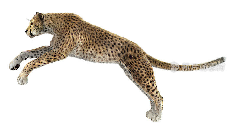 3D数字渲染大猫猎豹在白色