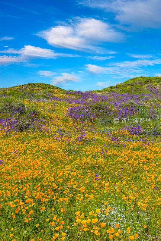 春天的加利福尼亚金色罂粟与起伏的山羚羊谷，加州