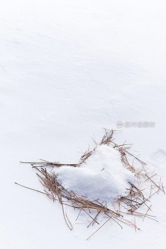 订婚戒指在雪松针心