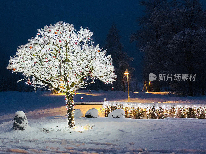 圣诞树在大自然中与雪和红球