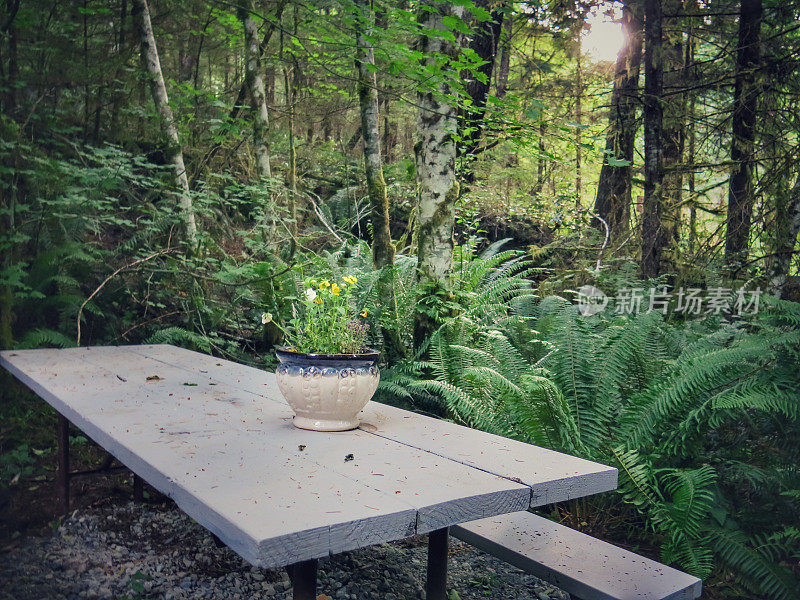在热带雨林的野营野餐桌上的乡村花盆，蕨类植物